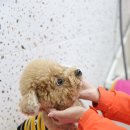 댕댕가르텐 강아지애견유치원호텔 이미지