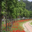 진교 메타세쿼이아길 이미지