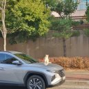 길냥이와 함께하는 이미지