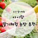 산들딸기팜 | 논산 딸기체험 농장 추천 BEST(아이랑 가기 좋은 곳 + 가격/예약 팁)