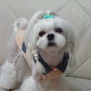 주몽아 엄마 심심타 쫌 놀아주면 안되까? 이미지