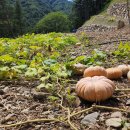 삼둔사가리 이미지