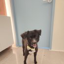 다솜애견미용실 이미지