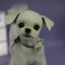 멜로디펫살롱 이미지