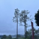 오케이샤인 | [골프장 후기] 샤인데일 CC 새벽 첫티 후기 ⛳️ 비 안 맞은 럭키비키 라운딩! (feat. 매운맛 그린)