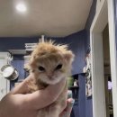 한인농장 이미지