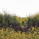 성공렌트카 이미지