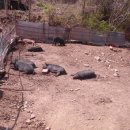 돼지농장 이미지