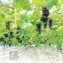 광록농장 이미지