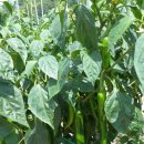 대자연민박 이미지