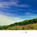평창곤드레축제 Daum카페