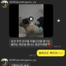 워킹페코 이미지