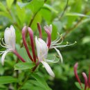 인동 /인동덩굴(Lonicera japonica)/금은화의 효능2 이미지