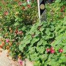 사람사는 이야기 이미지