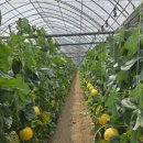 인건농장 이미지