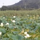 상주 공검지 이미지