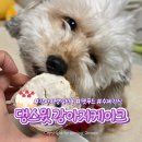 간식줄까? | 우리 강아지 생일파티 성공! 댕스윗 강아지생일케이크 수제간식 펫푸드 후기