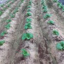 조은농장 이미지