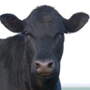 송정동 | 부산 해운대 해리단길 카페 빵집 추천 코스 비커피 고메빵집 송정동핫도그 후기