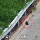 ‘포탄 발견’ 중부내륙고속도로 1시간 반 통제…확인하니 모의탄 이미지