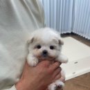 몽냥몽냥 강아지분양 일산점 이미지
