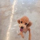 펫파민트 이미지