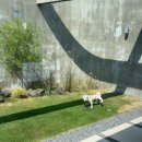 제주애단비 마주 | [제주애단비 마주] 제주애견동반숙소 댕추천!!🍊