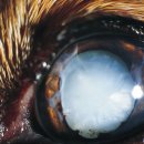 로잔동물의료센터 이미지