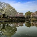 영산 연지못 이미지