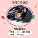 별이애견 이미지