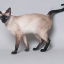 샴 이미지