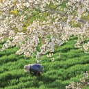 보리농장 이미지