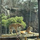 꿈꾸는 기린 약국 | 에버랜드 워킹사파리 로스트밸리 리얼 체험후기(3월 1일 방문 기준)