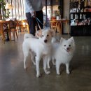 피자하우스&카페 이미지