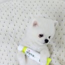 헬로 마이펫 이미지