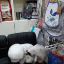 사랑해줄개 애견샵 이미지