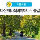 [고령 여행] 가을물이 곱게 들고 있는 고령 포토스팟, 다산 메타쉐콰이어나무 숲길