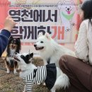 펫사랑 | 영천에서 함께하개 2 - 시민과 함께하는 반려문화 축제