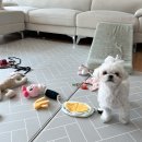 하얀강아지 | 강아지 가수분해 사료 눈물자국에 좋은 사료