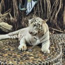 평화농장 | 🐅 [2편] 파타야 악어농장 리얼 후기 – 백호부터 악어낚시까지! 동물과의 특별한 만남