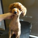 보우동물병원 이미지