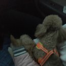 똥강아지 수제간식 이미지