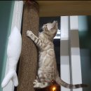 나비캐터리 이미지