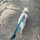 하울 애견 유치원 | 하울애견유치원 입질과 행동교정 받을수있는 산책수업후기 화곡동 강아지 유치원추천