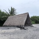 에이오 | 🐢 빅아일랜드 거북이 스팟｜코나 에이오피오 피시트랩 후기