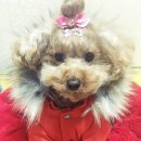 쿠키스니프