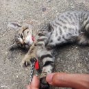 살쾡이
