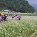 봉평메밀숲 이미지