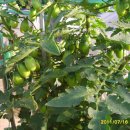 몽키바나나 이미지