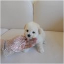 인천강아지분양 홍스퍼피 본점 이미지